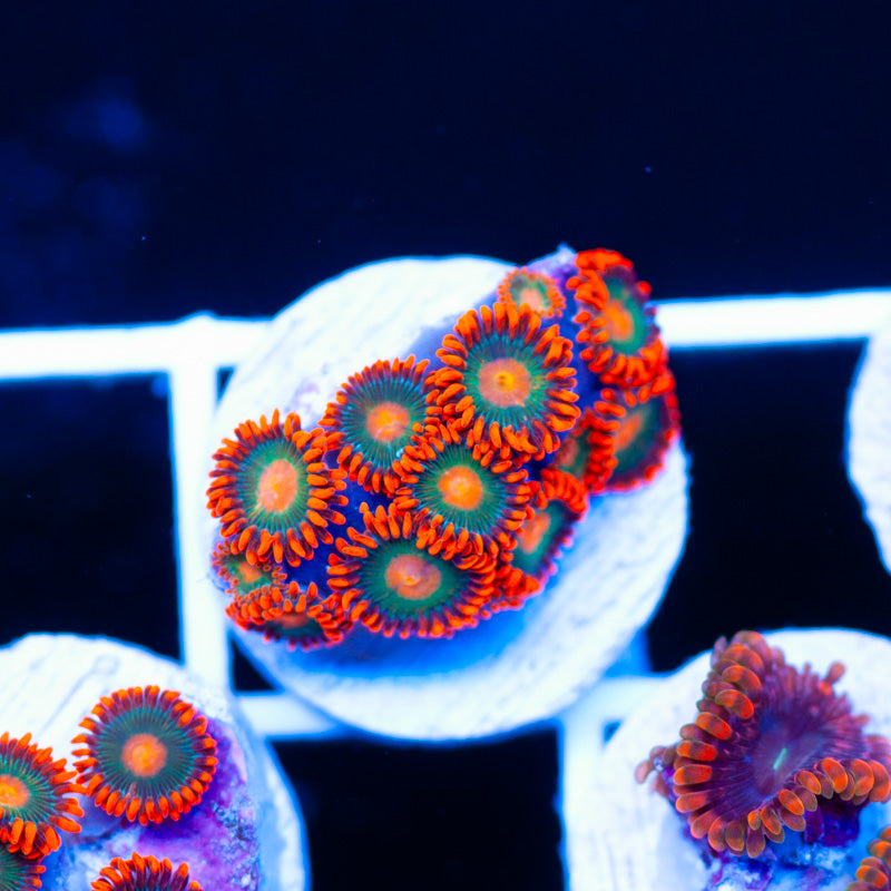 OG Gatorade Zoanthids