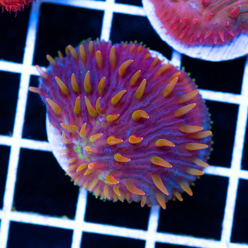 CC Flame Tip Diaseris Plate
