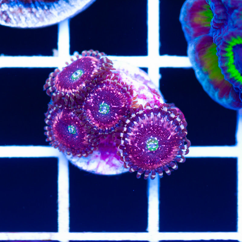 OG Pink Zipper Zoanthids