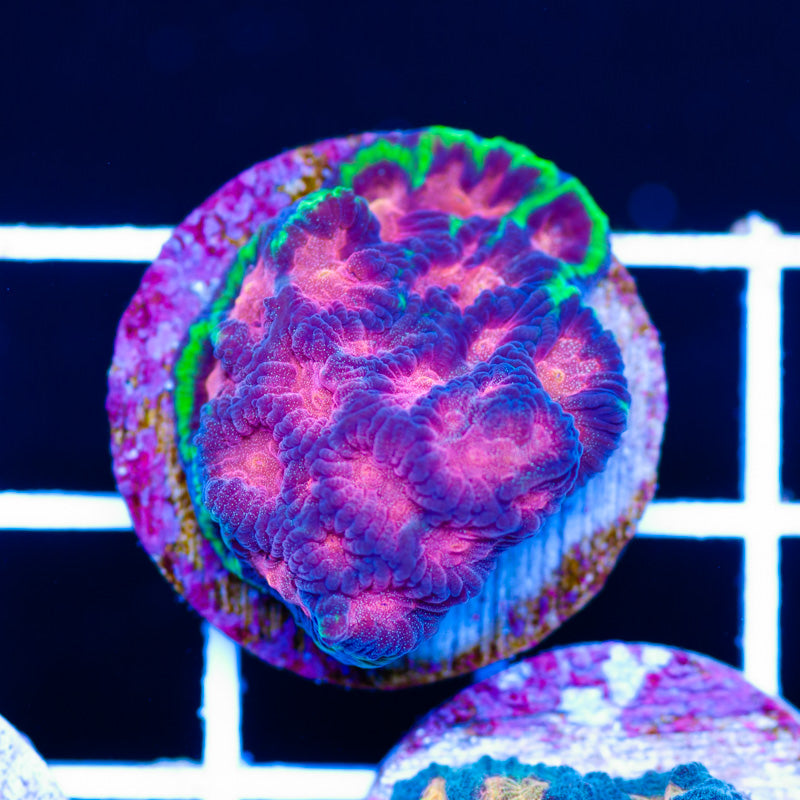 WWC Bejewelled Favia