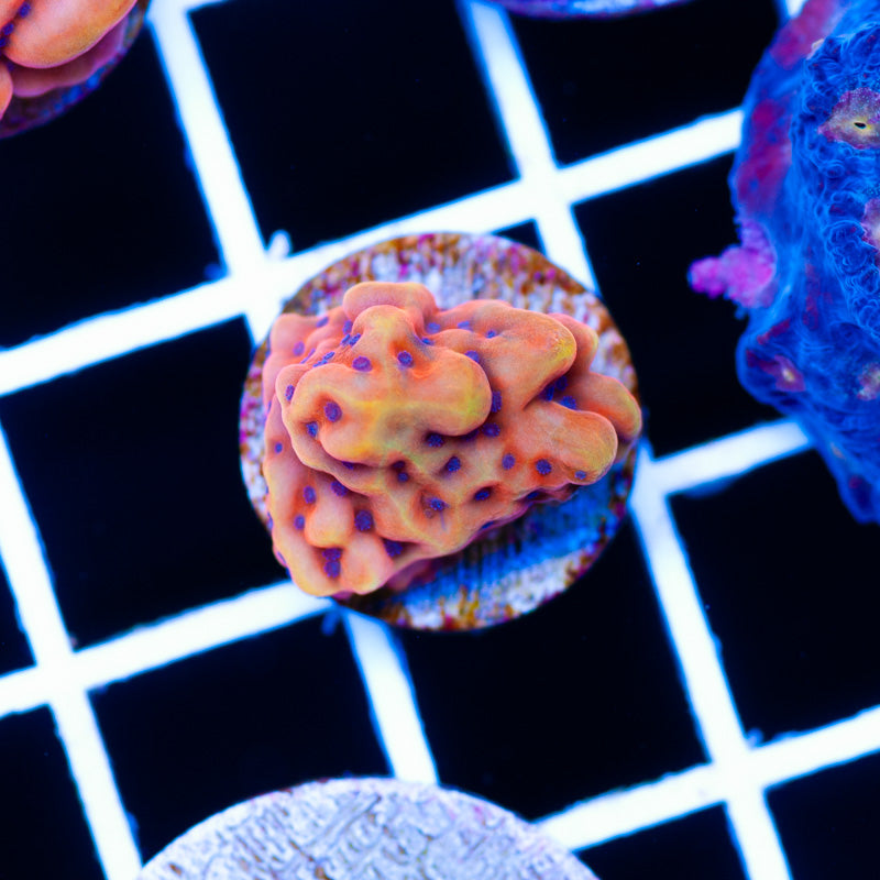 RR Crazy T Montipora