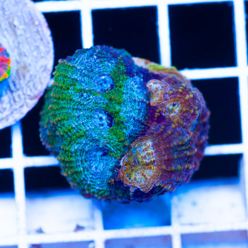 Rainbow Acan Echinata