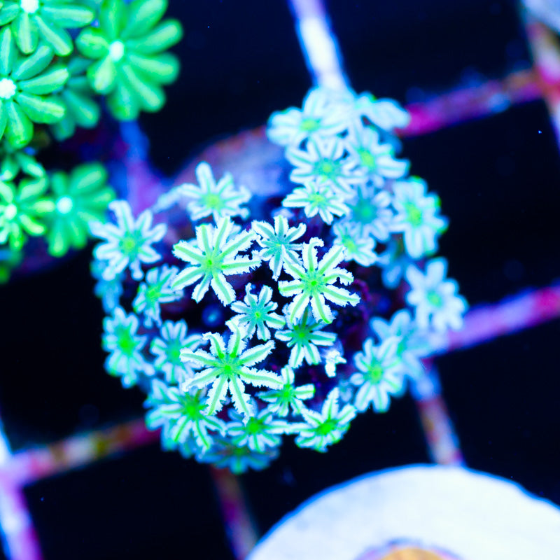 Lazys Daisies Pipe Organ