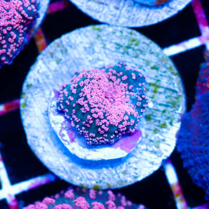 CC Pink Interstellar Mushroom
