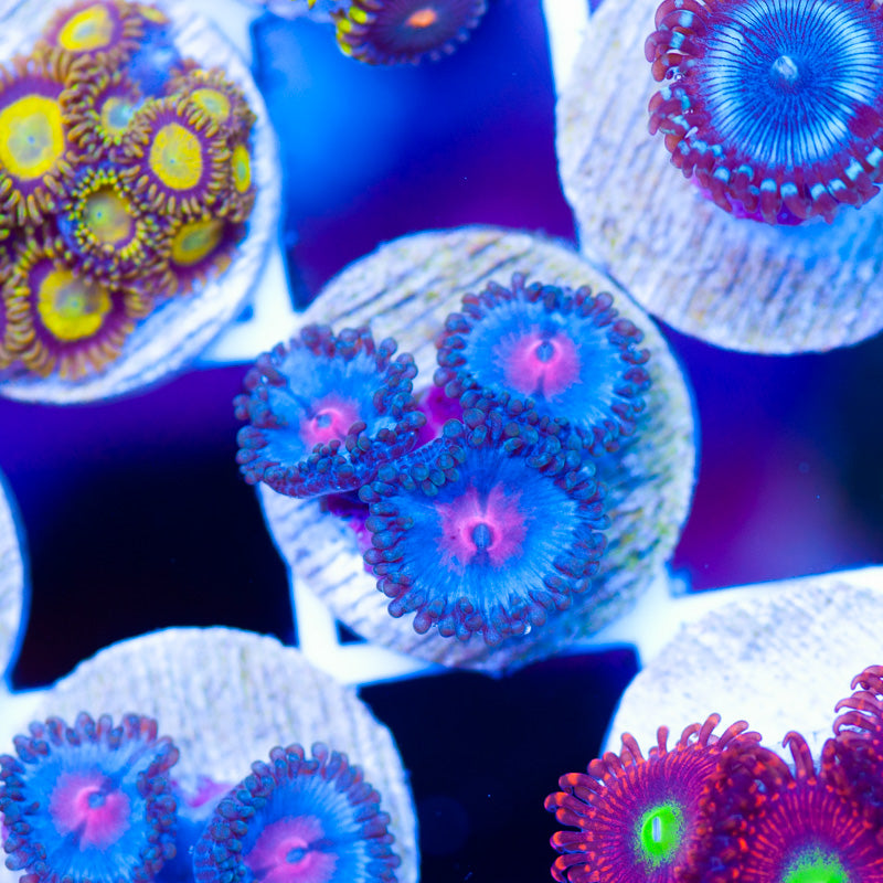 OG Blue Kiss Zoanthids