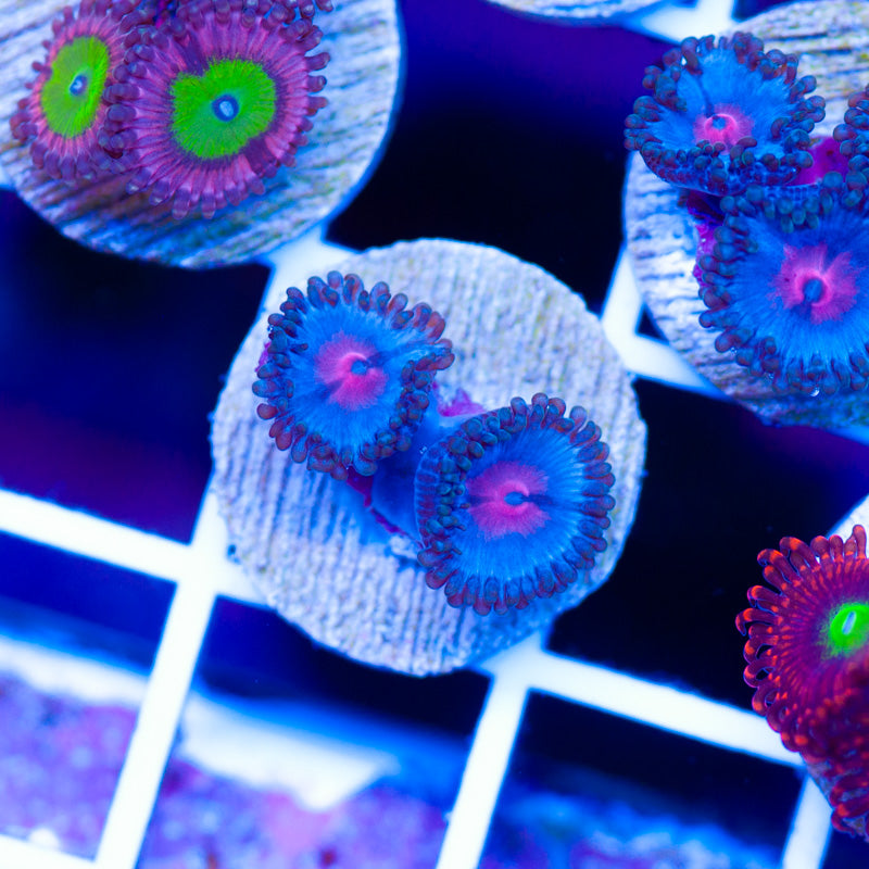 OG Blue Kiss Zoanthids