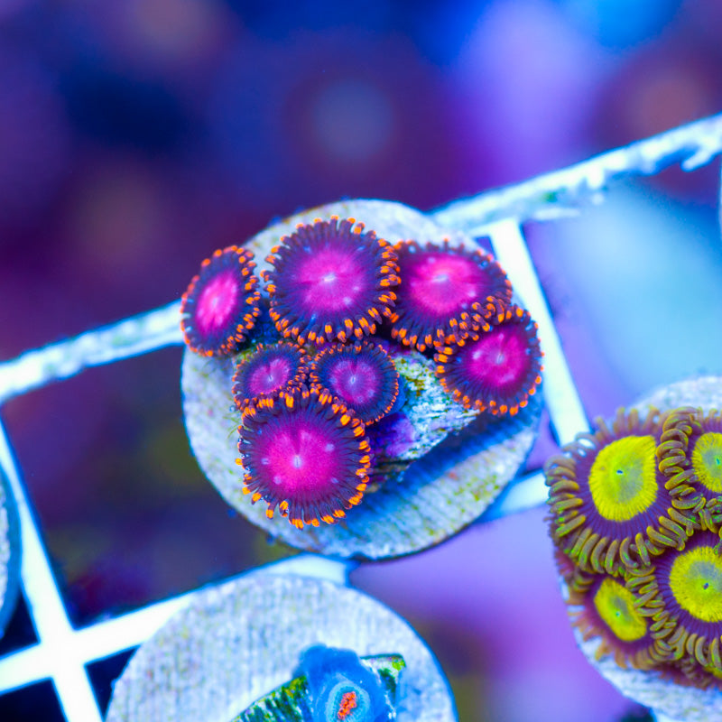 OG KH Sunburst Zoanthids