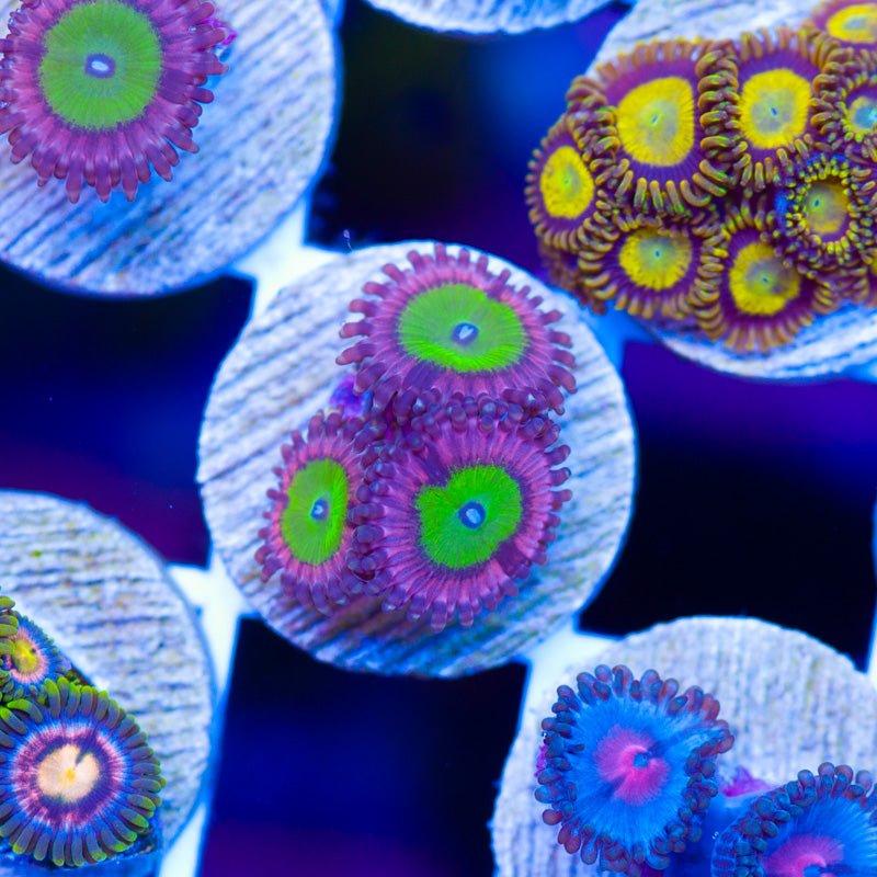 OG Chuckies Bride Zoanthids