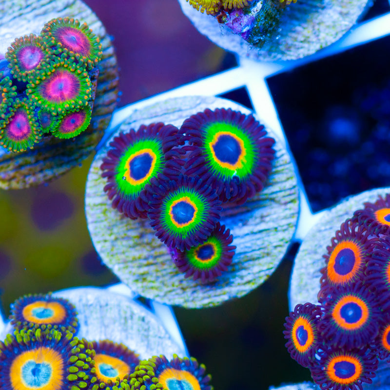 WWC Bob Marley Zoanthids