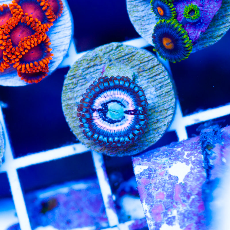 CC Pink Constellation Zoanthid