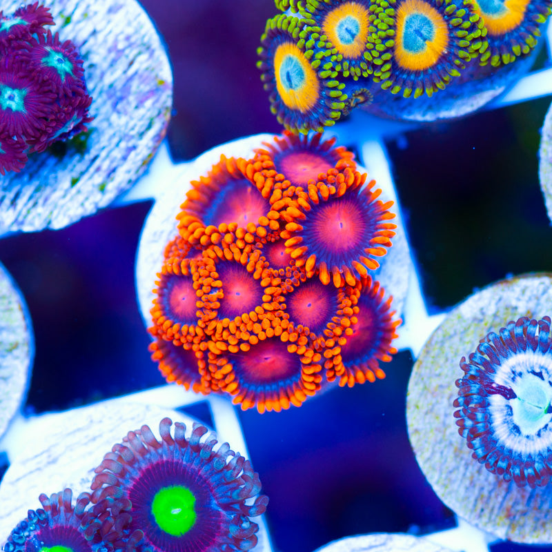 OG Bam Bam Zoanthids