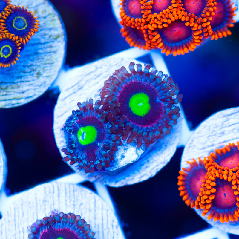 WWC Bubblicious Zoanthids