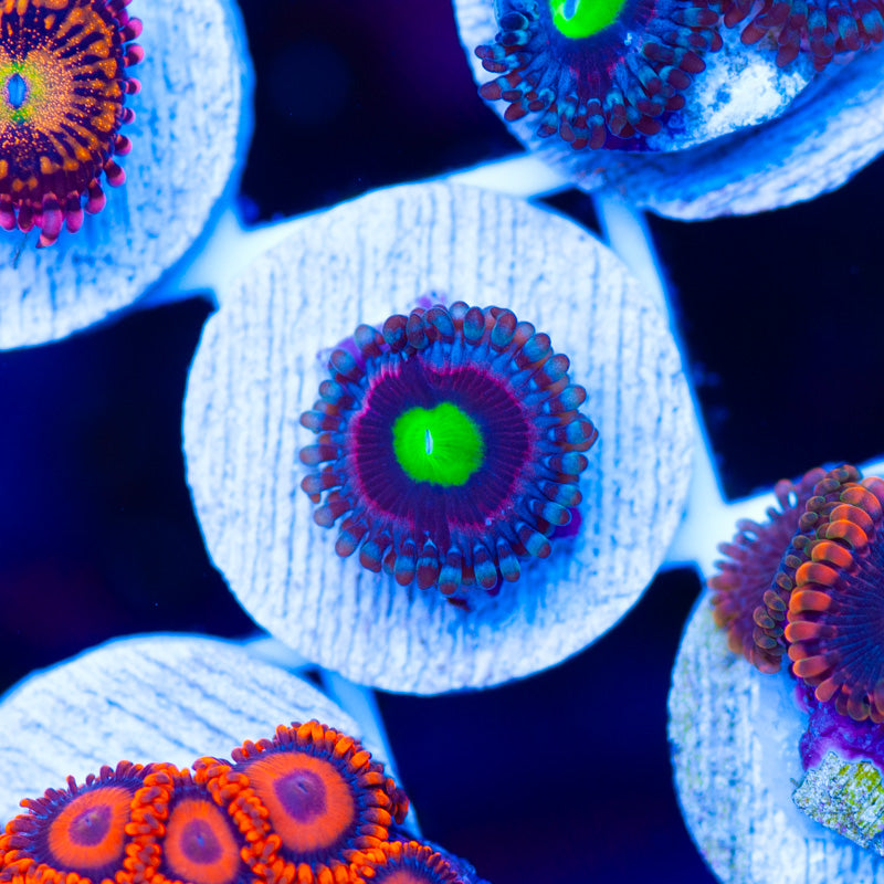 WWC Bubblicious Zoanthid
