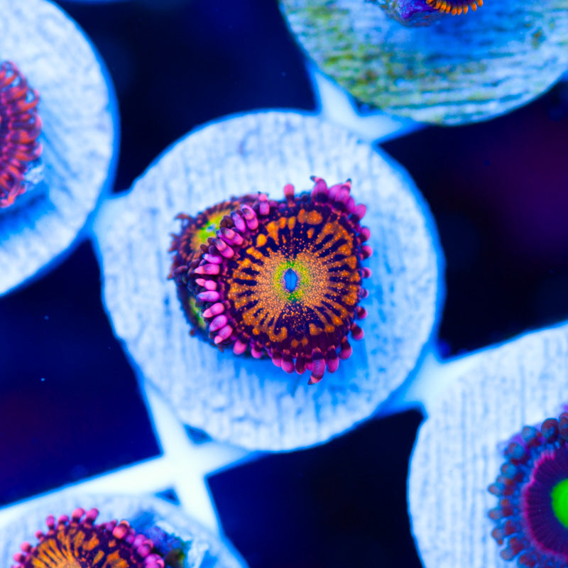 CC Pixie Dust Zoanthids