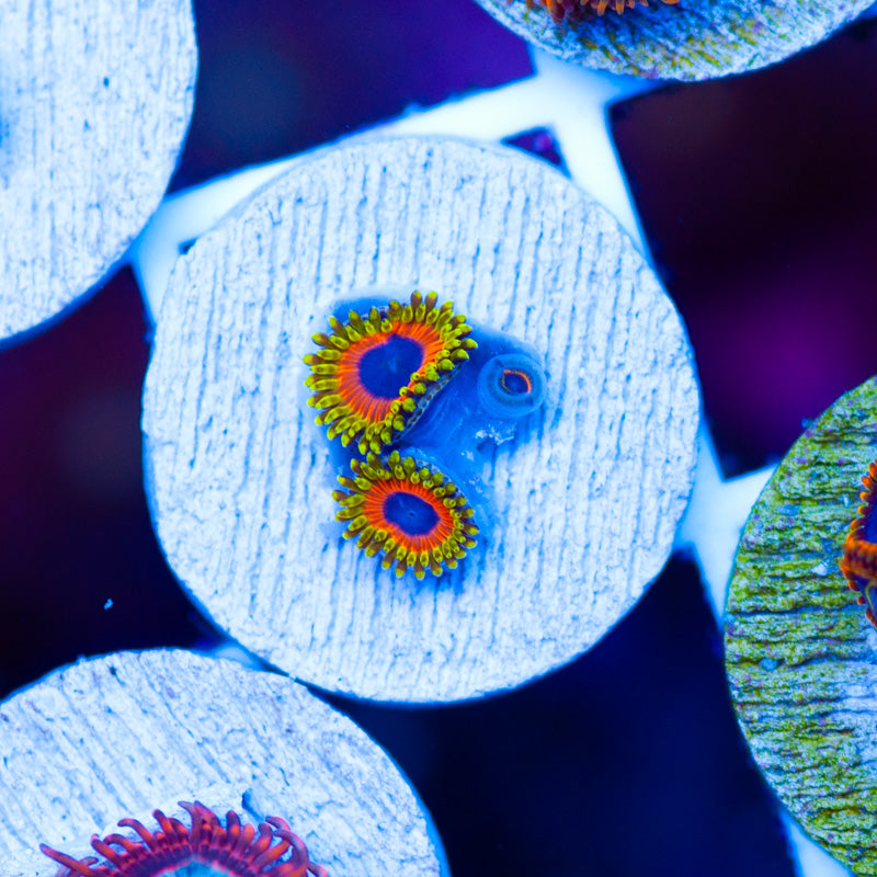 OG Great Owl Zoanthids