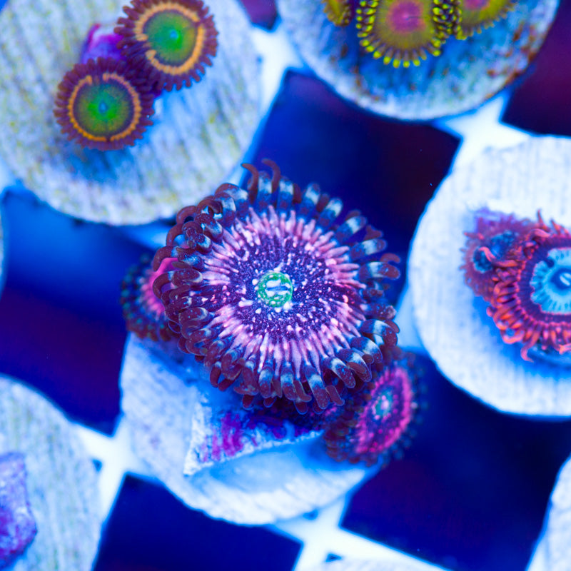 OG Pink Zipper Zoanthids