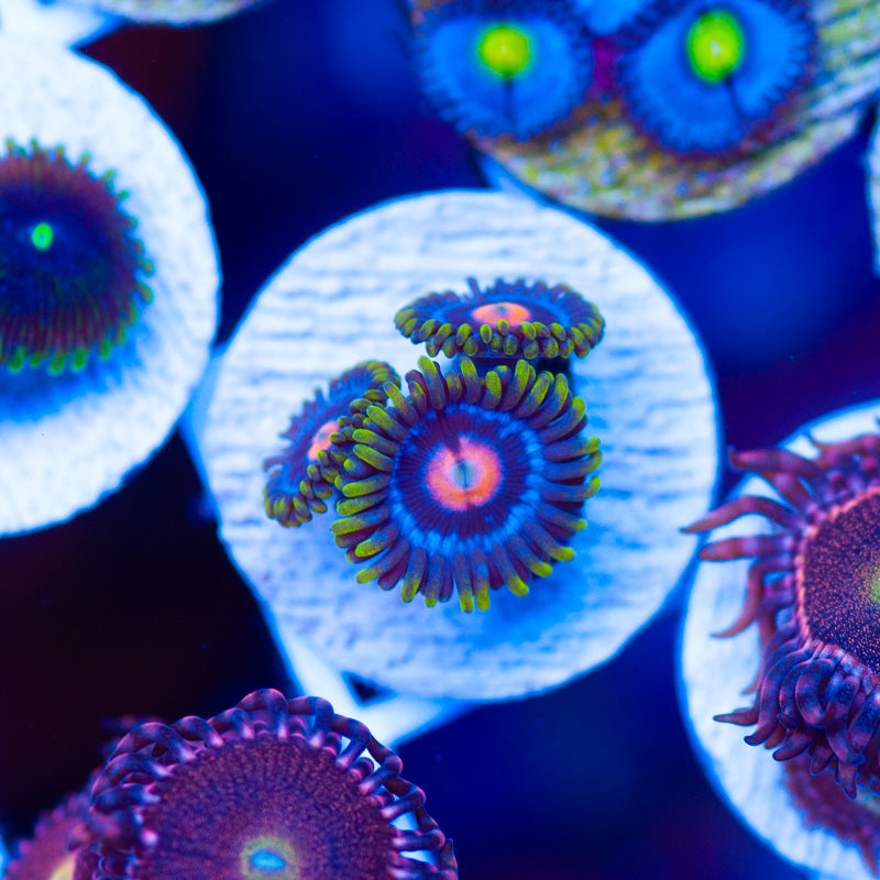 JF Big Bang Zoanthids