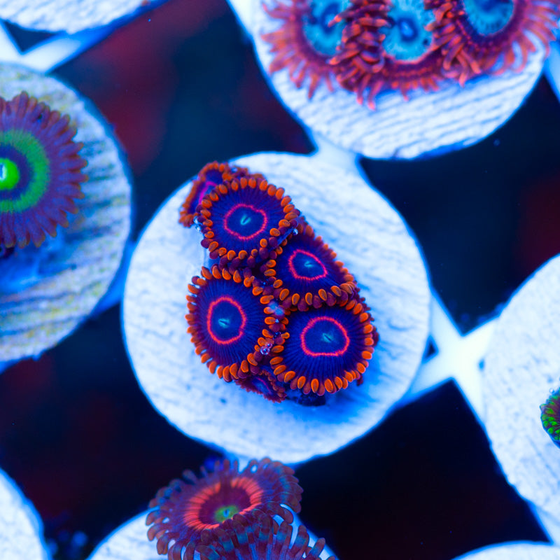 OG Red Hornet Zoanthids