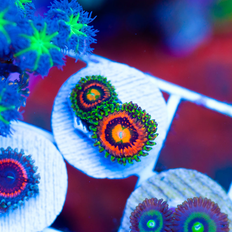 LC Rainbow Incinerator Zoanthids