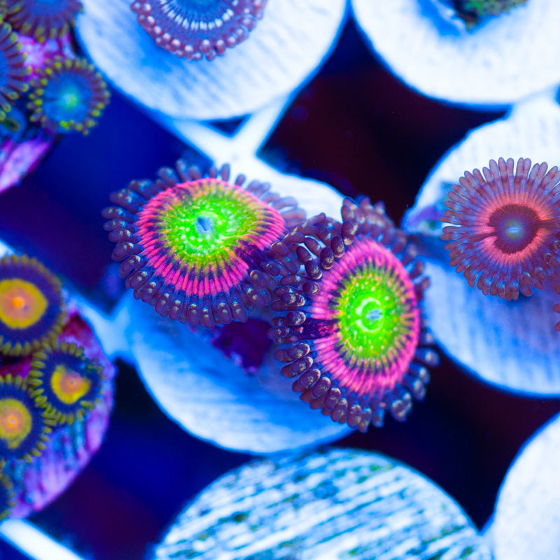 JF Kung Fu Fighter Zoanthids
