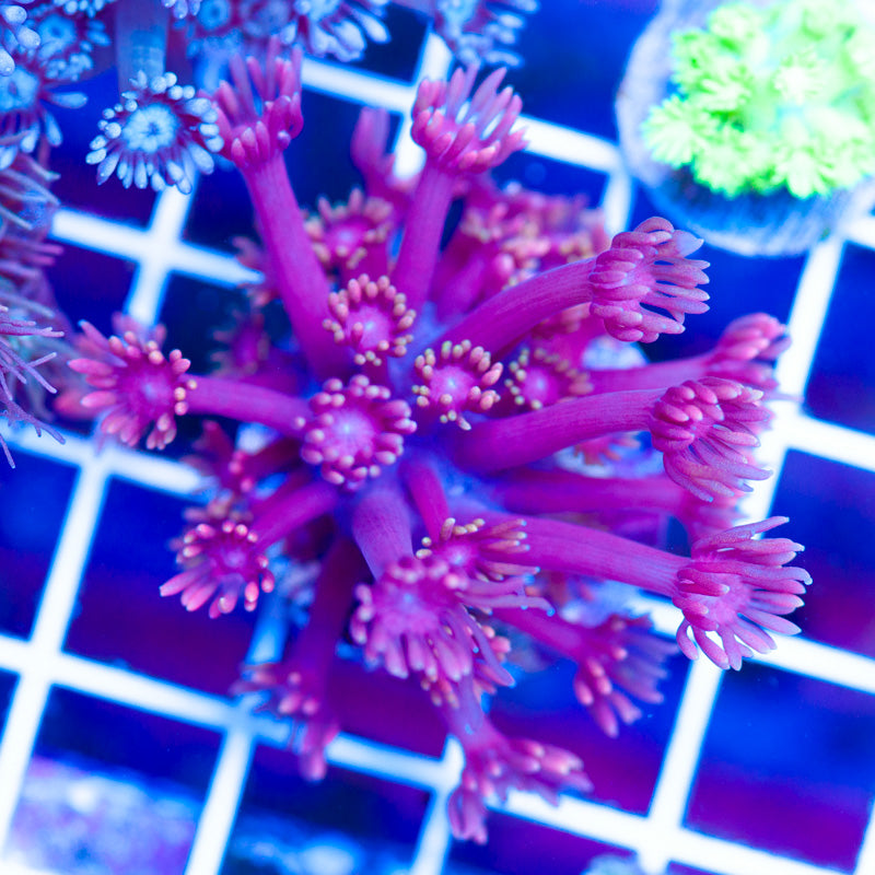 Hellfire Goniopora