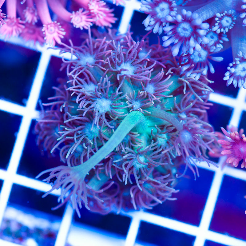 Hallucination Goniopora