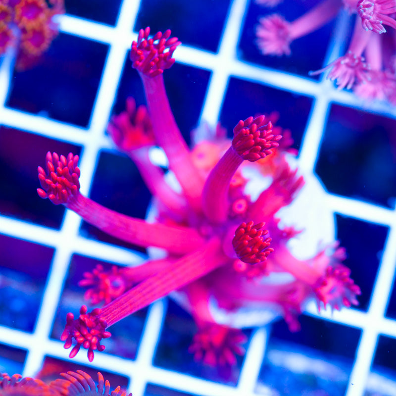 ORA Ultra Red Goniopora