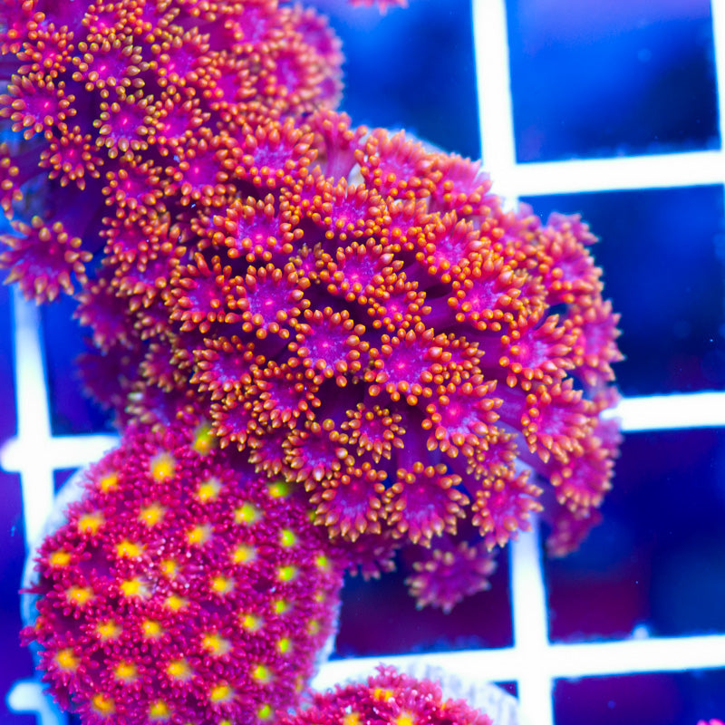 Gonzos XXX Goniopora/Bernardapora