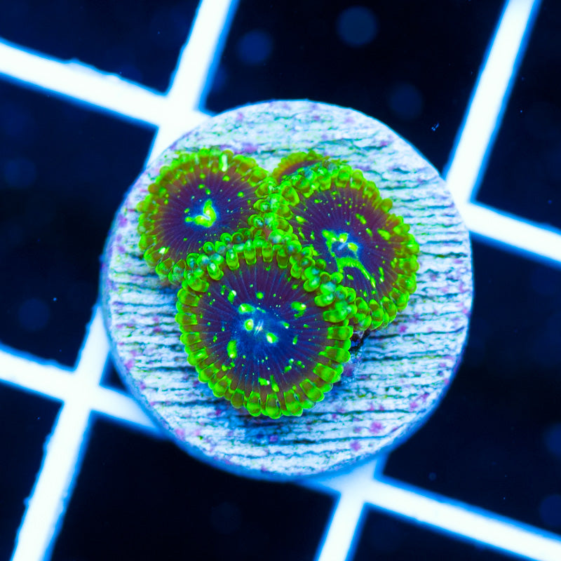 OG Exospheres #1