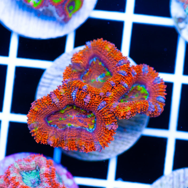 Aussie Rainbow Acan #1