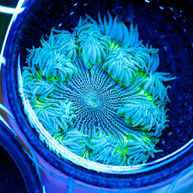 Caribbean Flower Anemone #12