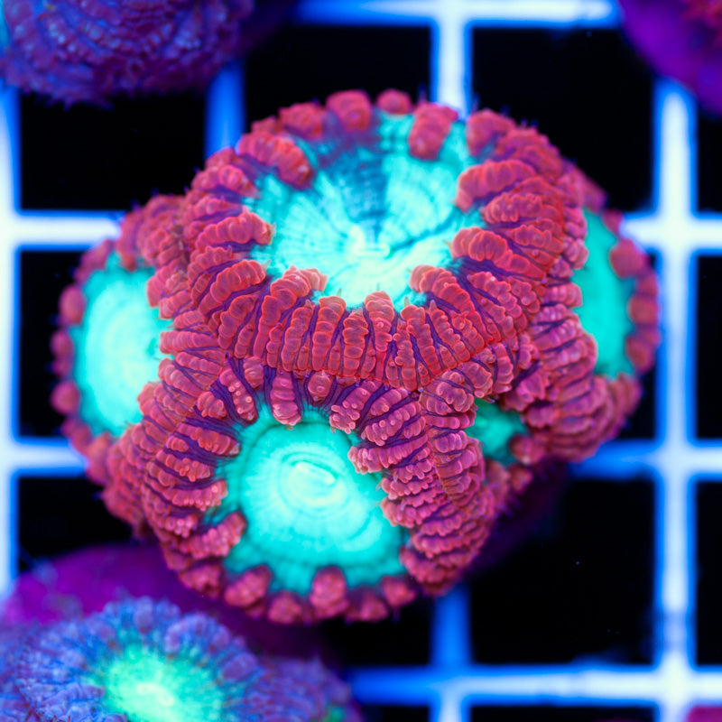 Aussie Wild Cherry Blasto #3
