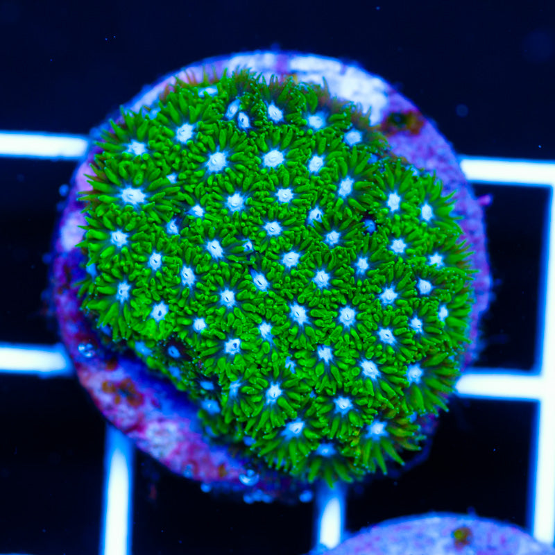 CC Blueberry Fields Leptastrea