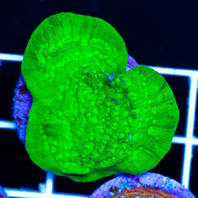 Nuclear Green Leptoseris