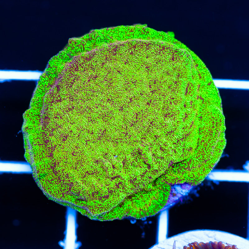 Shattered Light Leptoseris