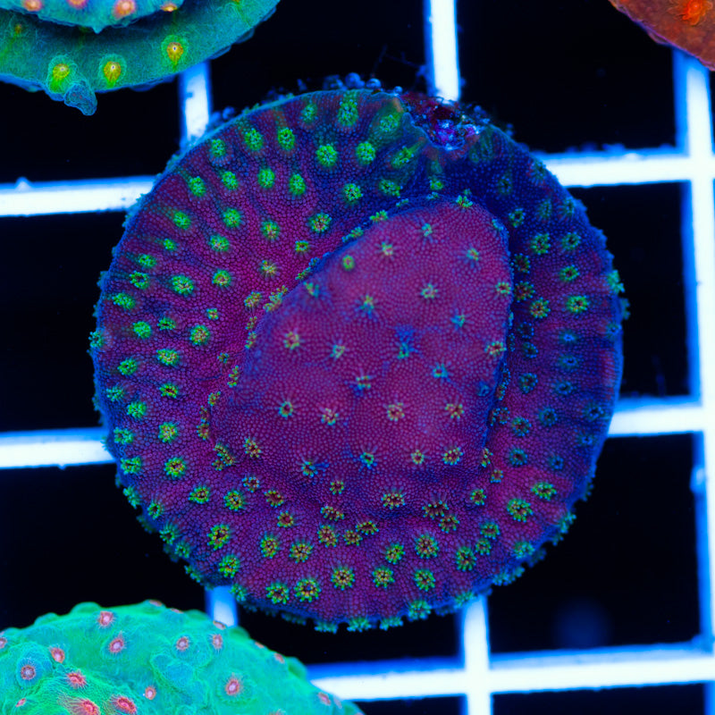 WWC Bling Bling Cyphastrea