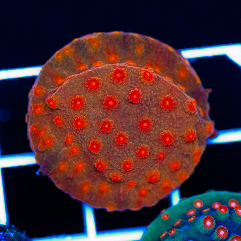 CC Solar Flare Cyphastrea