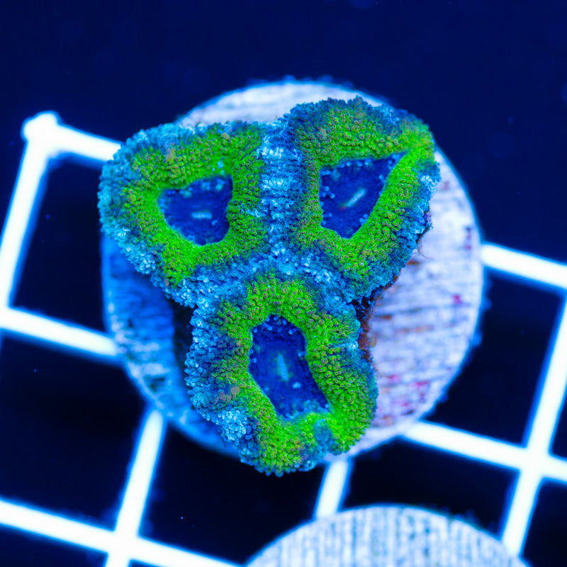 Awesome Aussie Acan #2