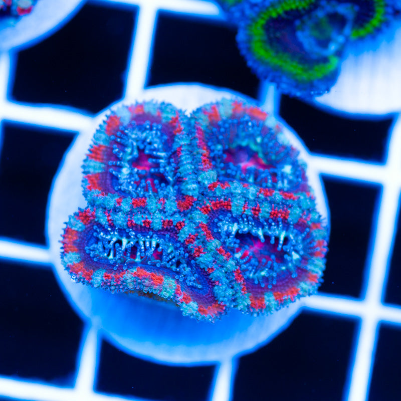Awesome Aussie Acan #10