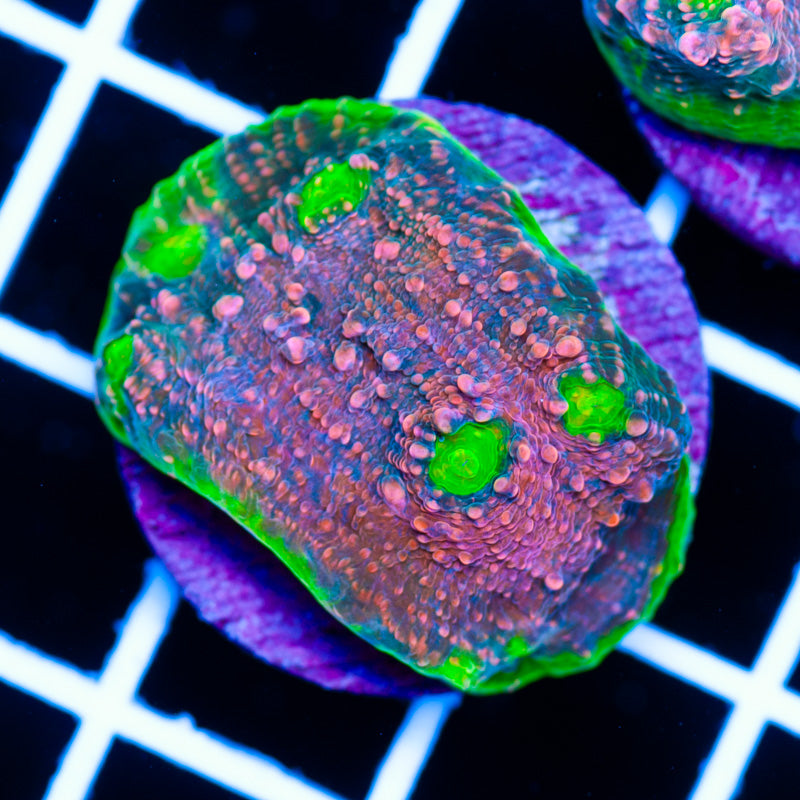 Pink Watermelone #2