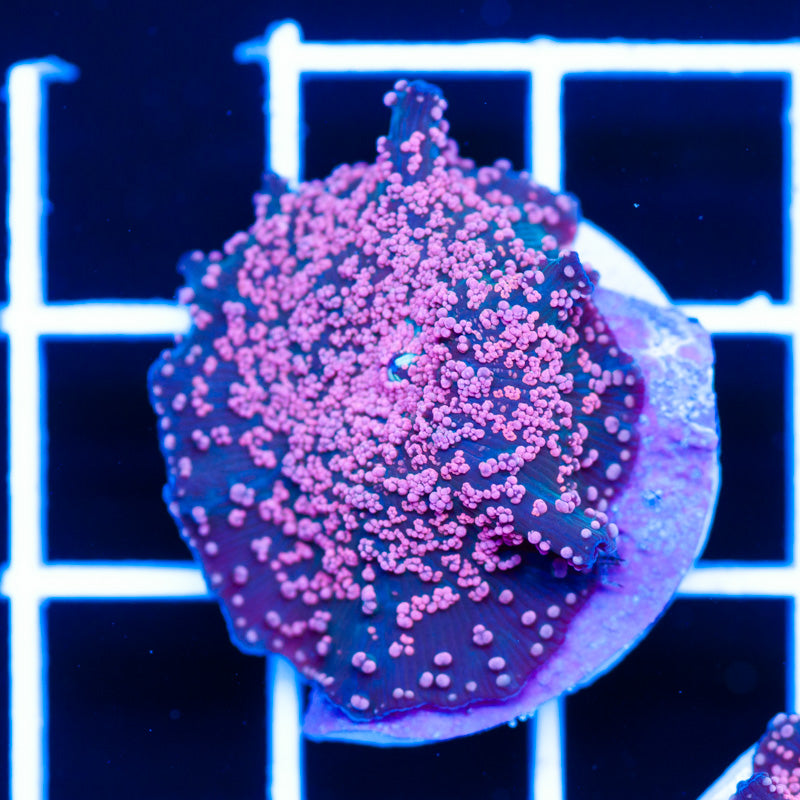 CC Pink Interstellar Discosoma