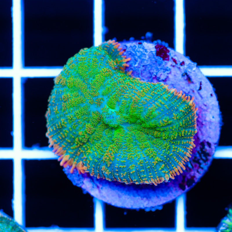 Radical Rhodactis #6