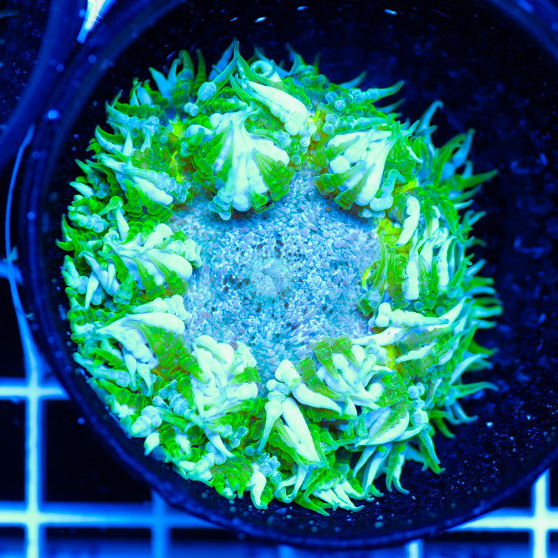 Flower Anemone #9