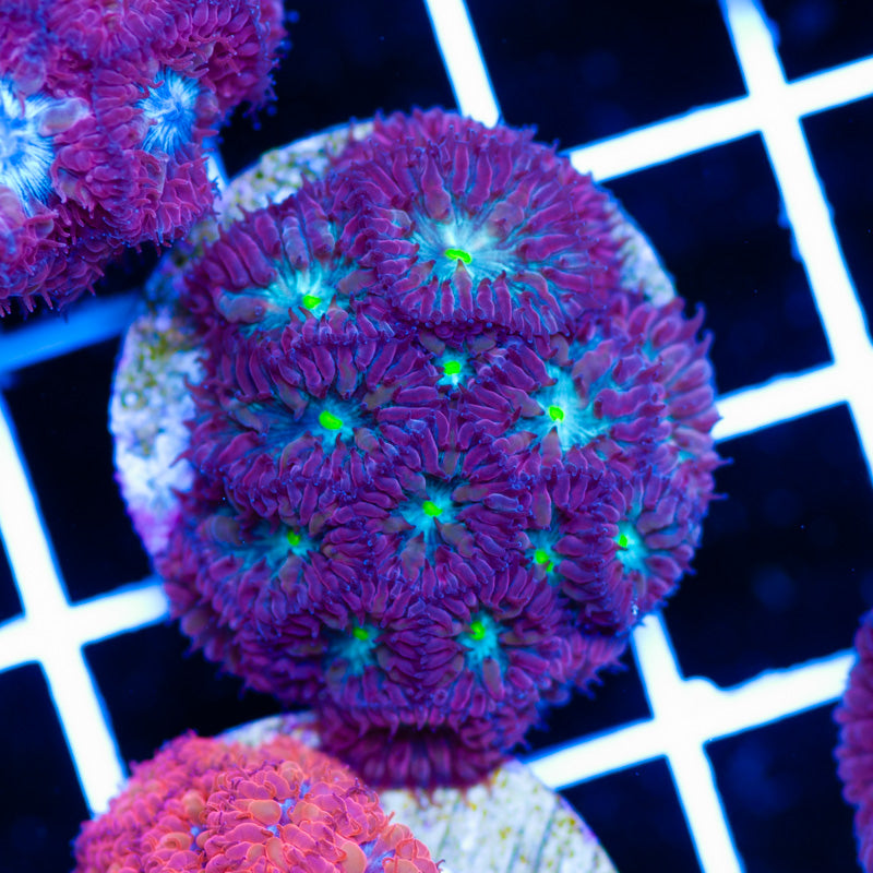 CC Bright Eye Blastomussa Merletti