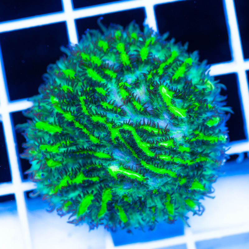 JF Limelight Plating Hydnophora