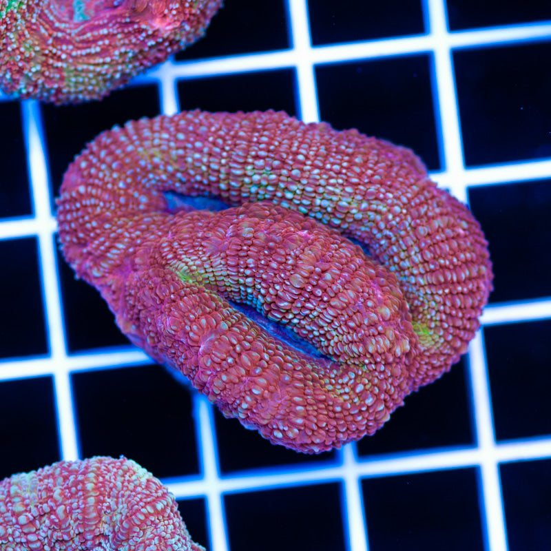 Awesome Aussie Bowerbanki #5