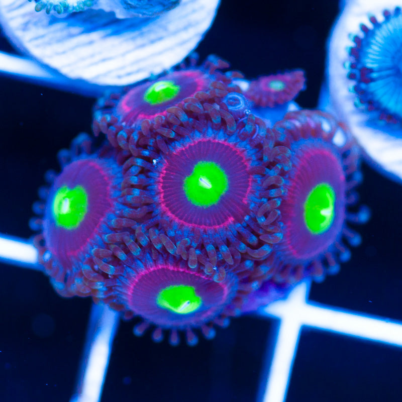 bubblicious