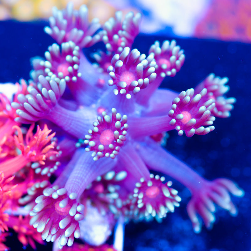 WWC Bloodshot Goniopora