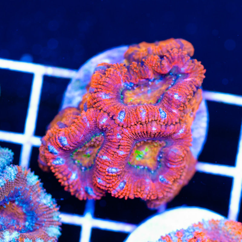 Aussie Rainbow Acan #1