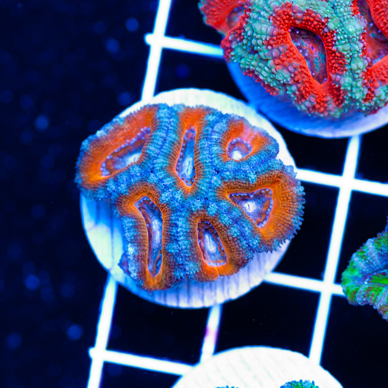 Awesome Aussie Acan #9